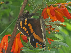 Aeropetes tulbaghia