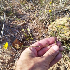 Gutierrezia sericocarpa
