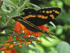 Aeropetes tulbaghia