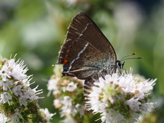 Satyrium spini
