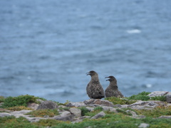 Stercorarius antarcticus