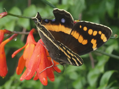 Aeropetes tulbaghia