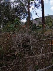 Tillandsia recurvata