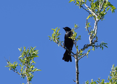 Molothrus rufoaxillaris