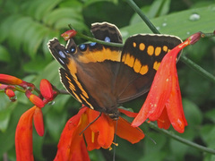 Aeropetes tulbaghia
