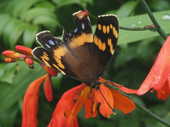 Aeropetes tulbaghia