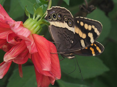 Aeropetes tulbaghia