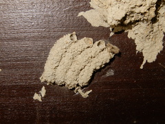 Paraleptomenes miniatus