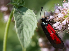 Zygaena purpuralis
