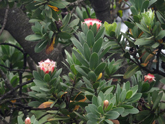 Protea subvestita
