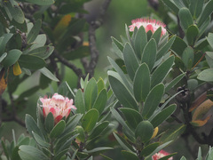 Protea subvestita