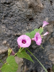Ipomoea trifida