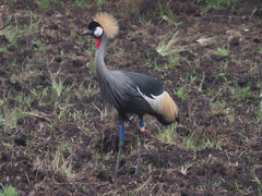 Balearica regulorum regulorum