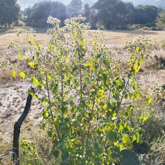 Montanoa