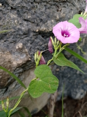 Ipomoea trifida