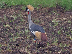 Balearica regulorum regulorum