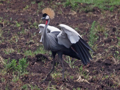 Balearica regulorum regulorum