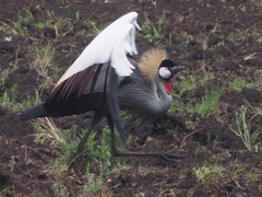 Balearica regulorum regulorum