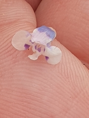 Lindernia rotundifolia