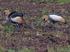 Balearica regulorum regulorum