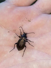 Carabus arvensis