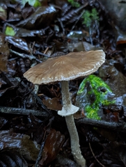 Psathyrella longistriata