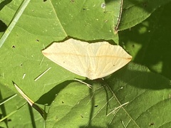 Tetracis crocallata