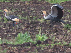 Balearica regulorum regulorum