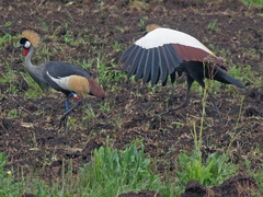 Balearica regulorum regulorum