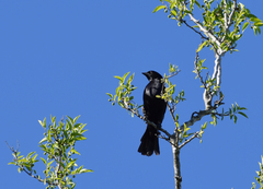 Molothrus rufoaxillaris