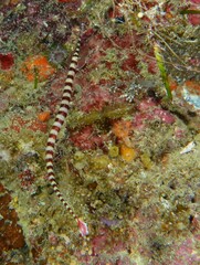 Dunckerocampus dactyliophorus