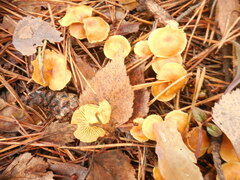 Xeromphalina cauticinalis