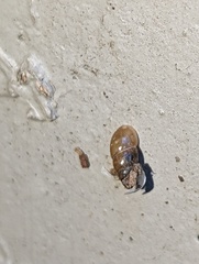 Cochlicopa lubrica
