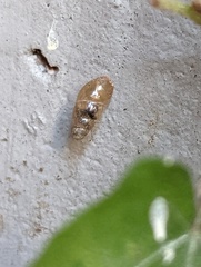 Cochlicopa lubrica
