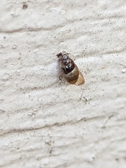 Cochlicopa lubrica