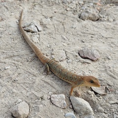 Gerrhonotus infernalis
