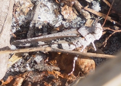 Spharagemon marmorata