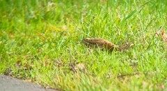 Emberiza chrysophrys