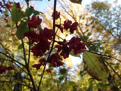 Euonymus latifolius