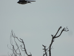 Tachycineta leucopyga