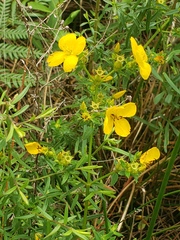 Rhexia lutea