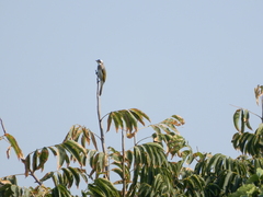 Pycnonotus sinensis formosae