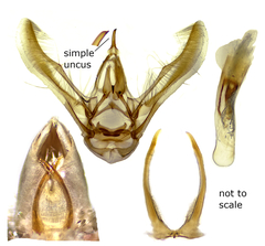 Eupithecia placidata