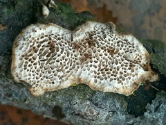 Datronia mollis