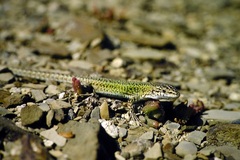 Podarcis carbonelli carbonelli