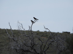 Tachycineta leucopyga
