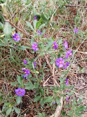 Lycianthes lycioides
