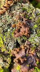 Peltigera evansiana