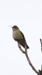 Sephanoides sephaniodes