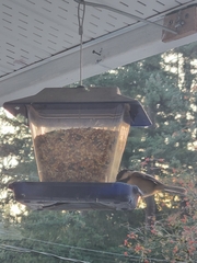 Poecile atricapillus